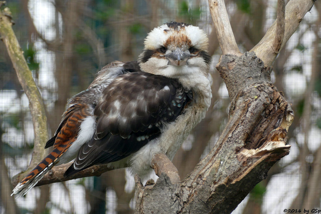 Jägerliest (Lachender Hans, Kookaburra)