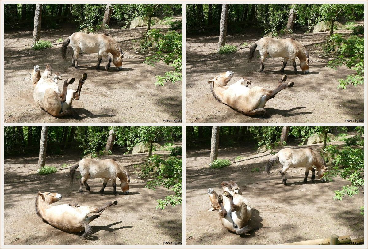 Przewalskipferd (Przewalski-Urwildpferd, Asiatisches Wildpferd)