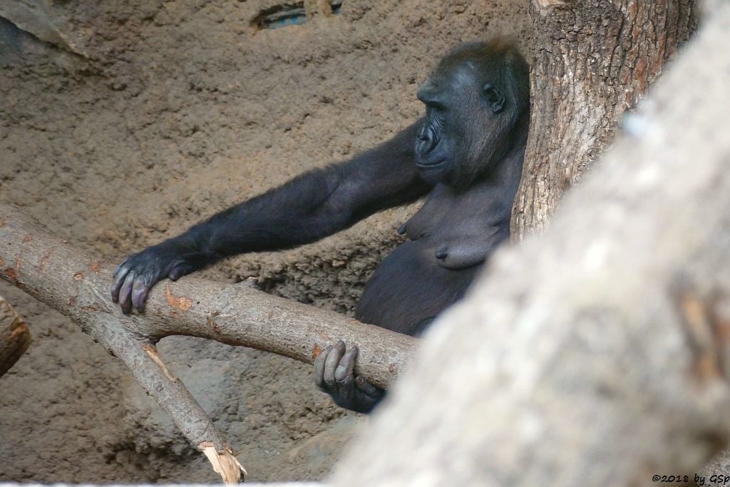 Flachlandgorilla DIAN