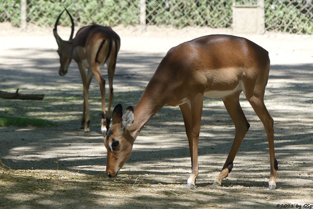 Impala (Schwarzfersenantilope)