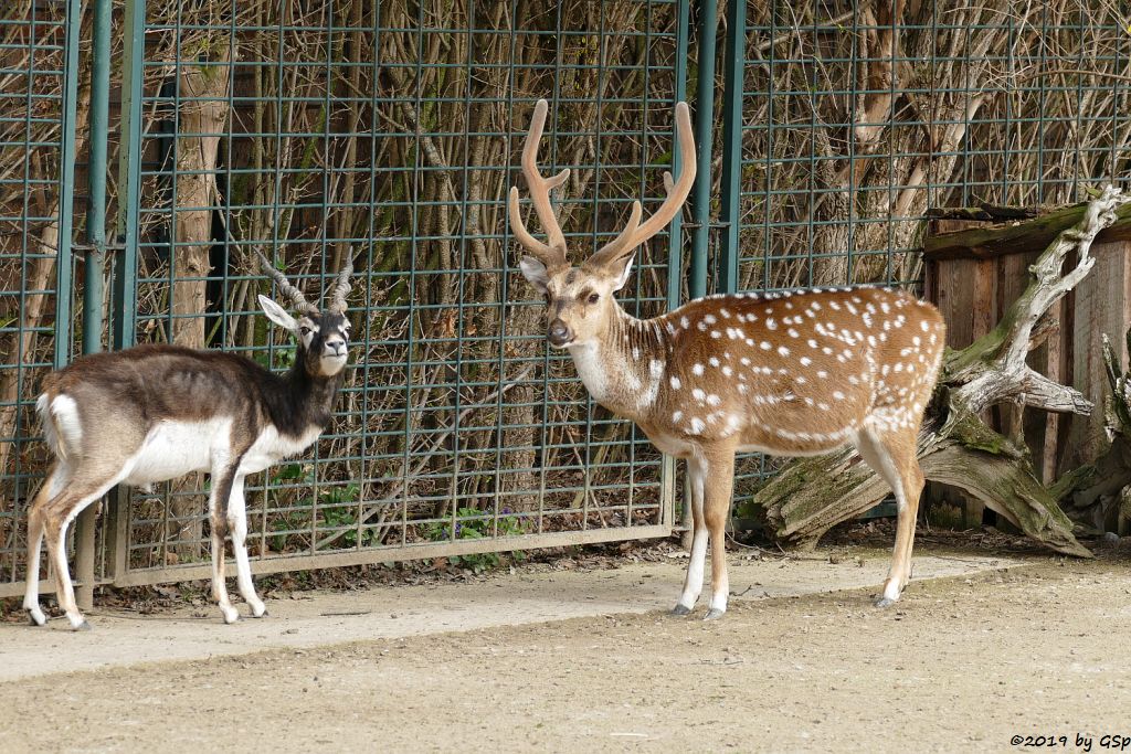 Hirschziegenantilope (Sasin), Axishirsch