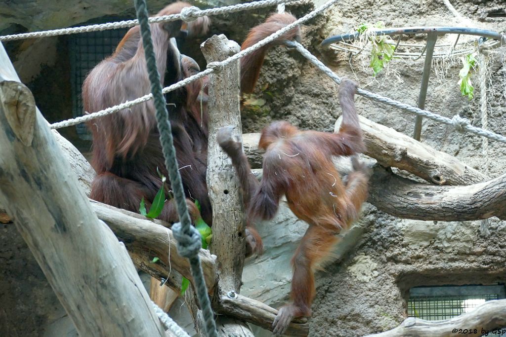 Sumatra-Orang-Utan KEMBALI und SAYANG