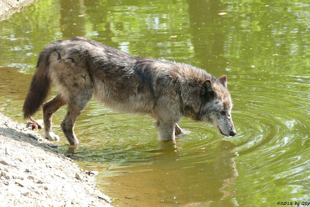 Westlicher Timberwolf (Mackenzie-Valley-Wolf)