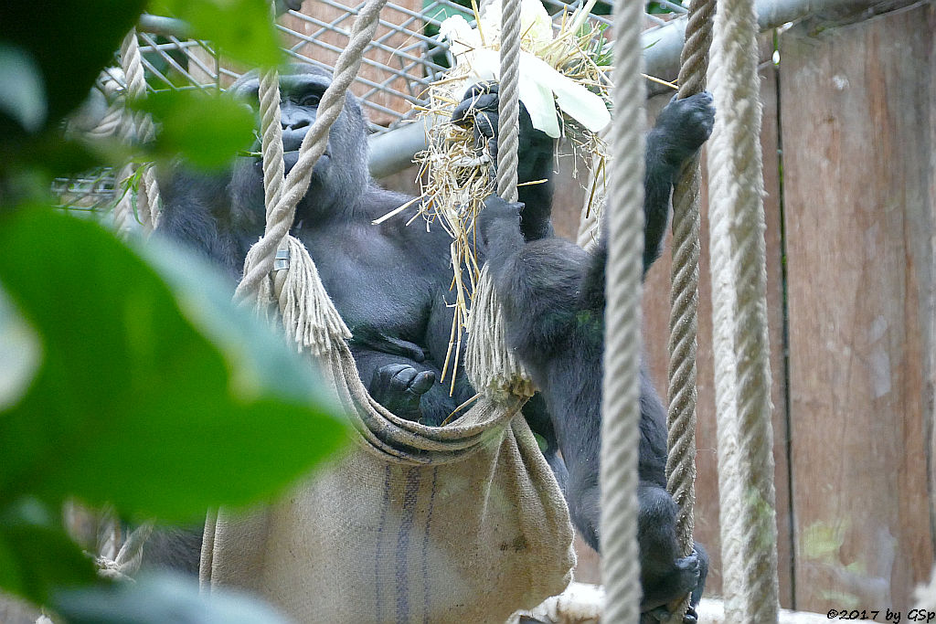 Flachlandgorilla KISSA und KIANO