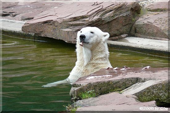 Eisbär FLOCKEs Mutter VERA