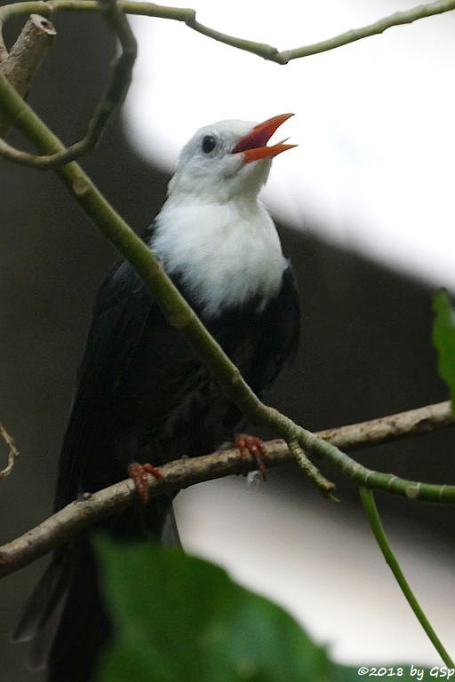 China-Rotschnabelbülbül (Weißkopf-Schwarzbülbül, Rotschnabel-Fluchtvogel)