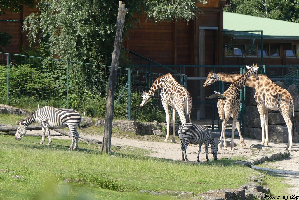 Böhm-Steppenzebra (Grant-Zebra), Rothschildgiraffe (Uganda-Giraffe, Baringo-Giraffe)