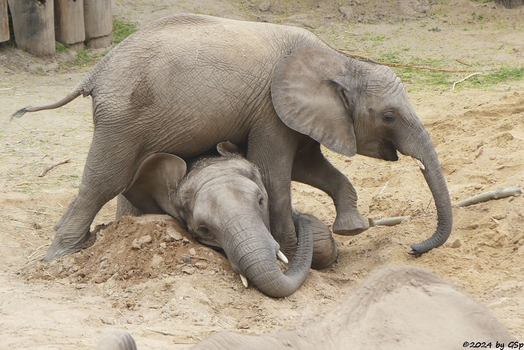 Elefanten Zoo Halle: ELANI, TAMIKA