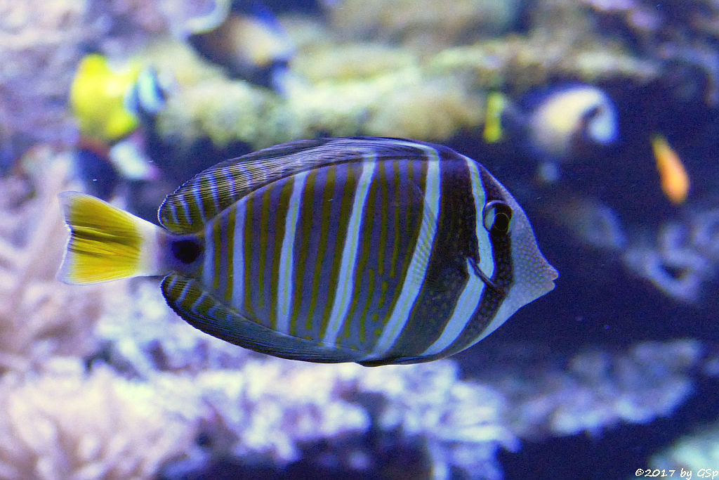 Pazifischer Segelflossen-Doktorfisch (Östlicher Segelflossen-Doktorfisch)