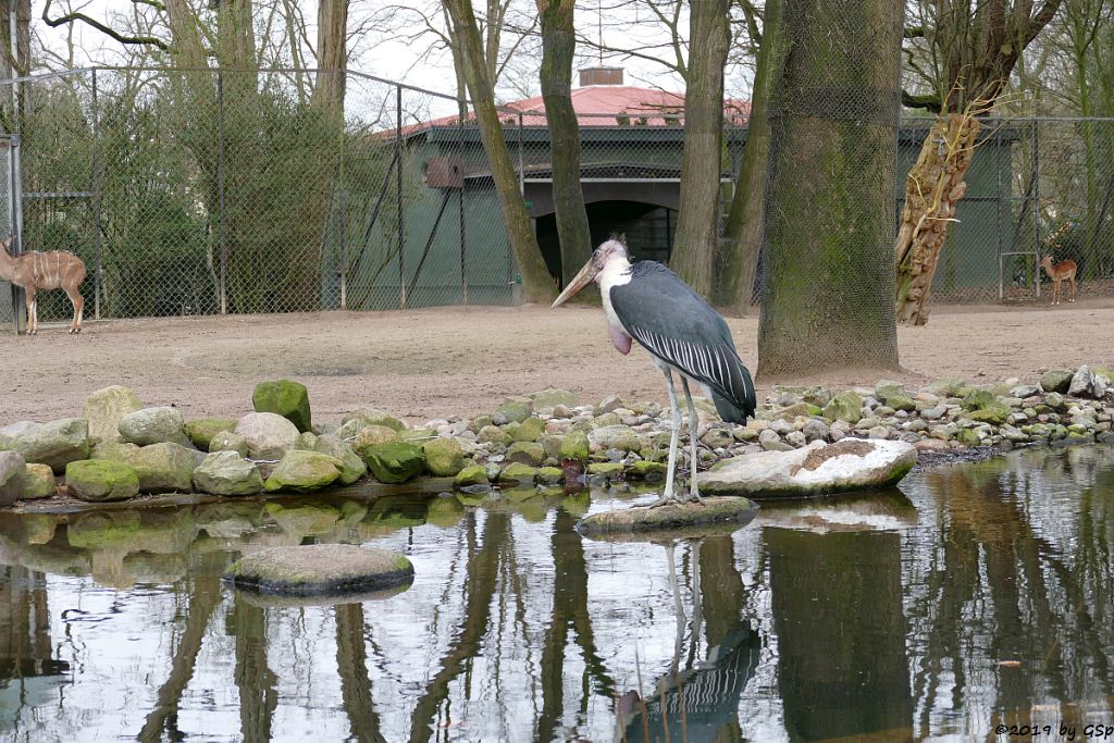 Marabu (Afrikanischer Marabu)