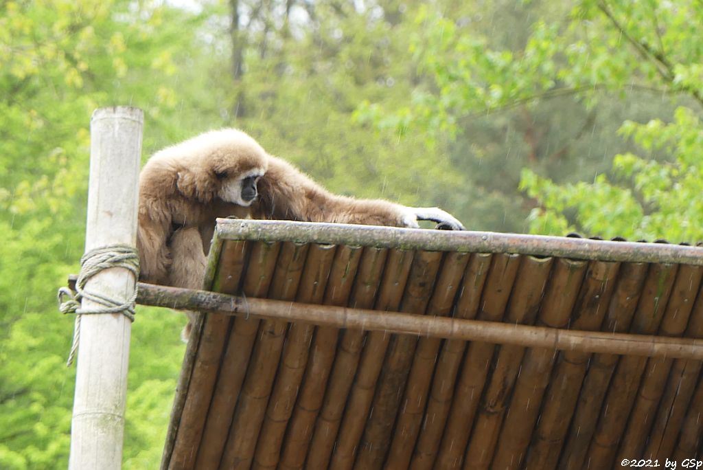 Weißhandgibbon (Lar)