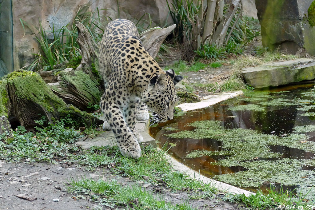 Nordpersischer Leopard (Afghanischer Leopard)