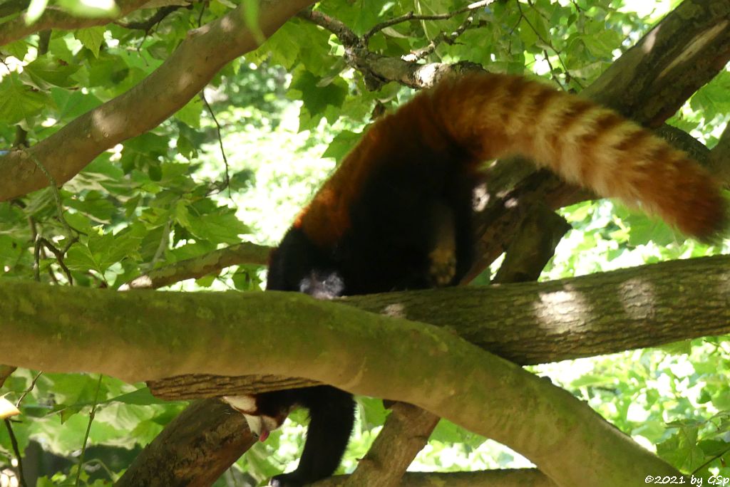 Westlicher Kleiner Panda (Westlicher Katzenbär, Nepalesischer Roter Panda)