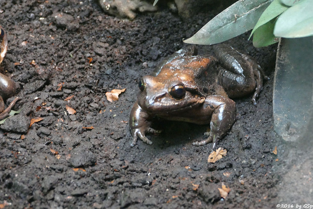 Antillen-Ochsenfrosch (Mountain Chicken)