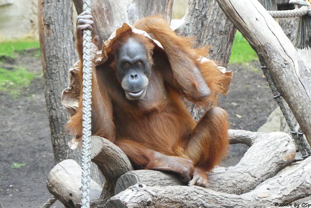 Sumatra-Orang-Utan