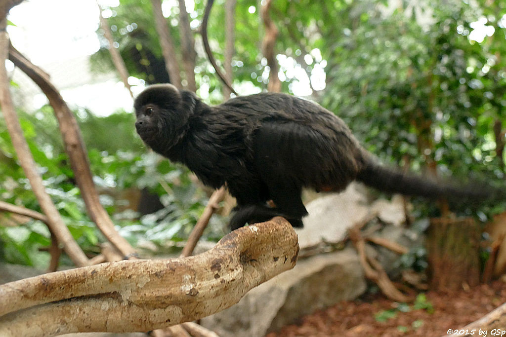 Springtamarin