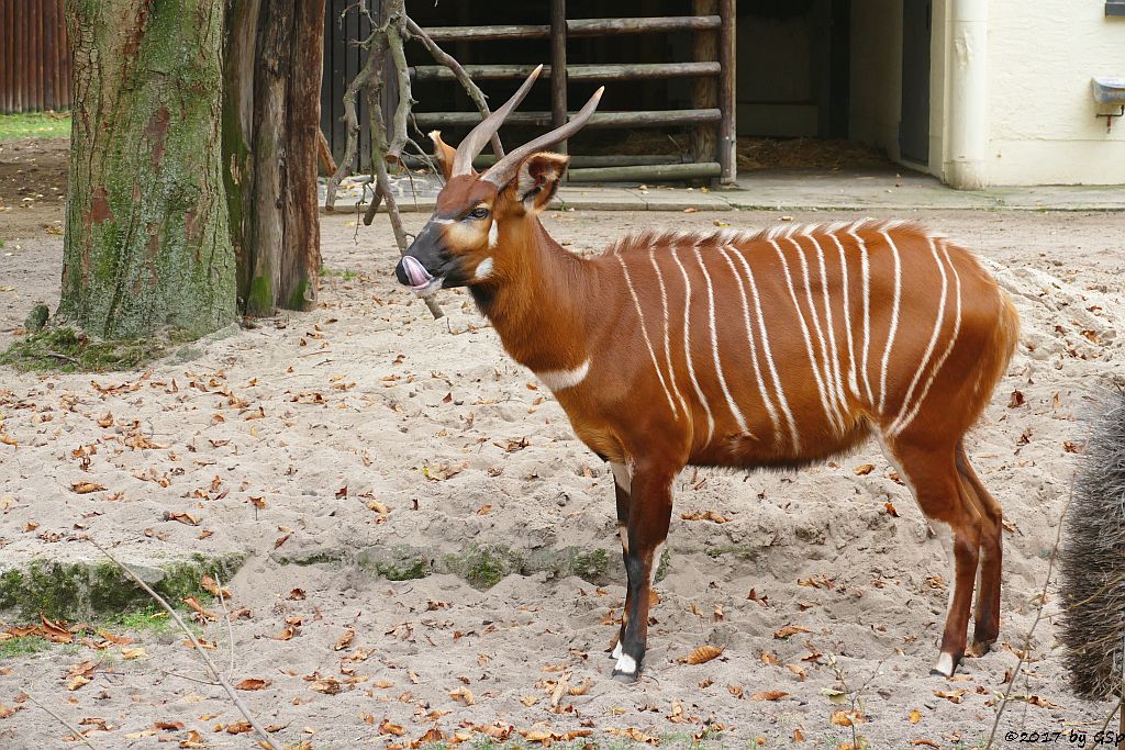 Östlicher Bongo (Kenia-Bongo, Bergbongo)