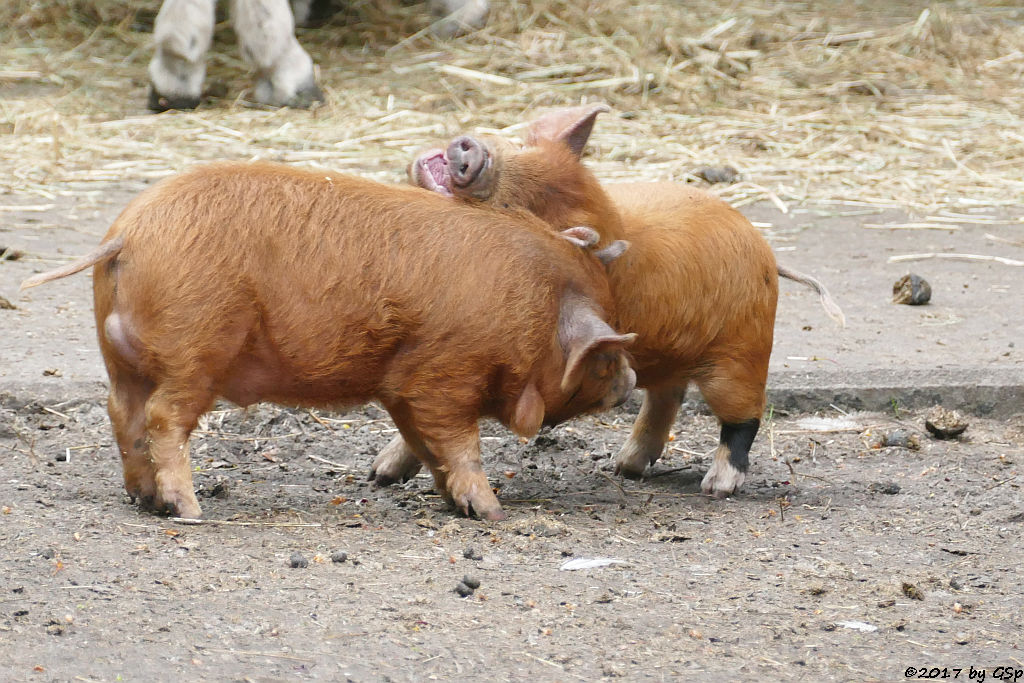 Kune-Kune-Schwein (Maori-Native)