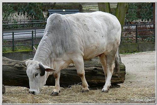 Zebu (Buckelrind)