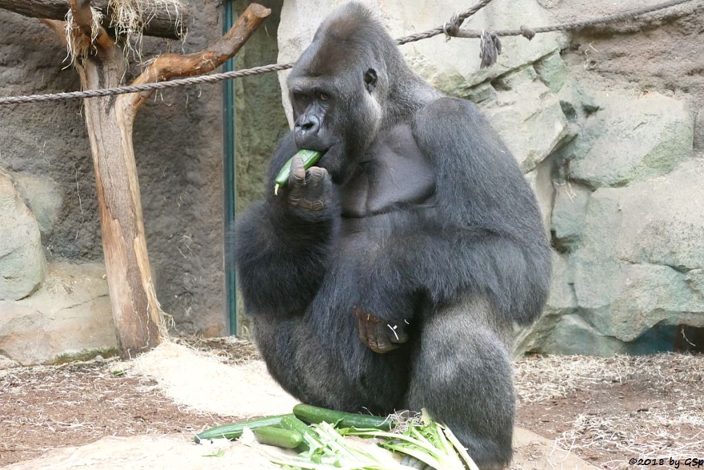 Flachlandgorilla VIATU