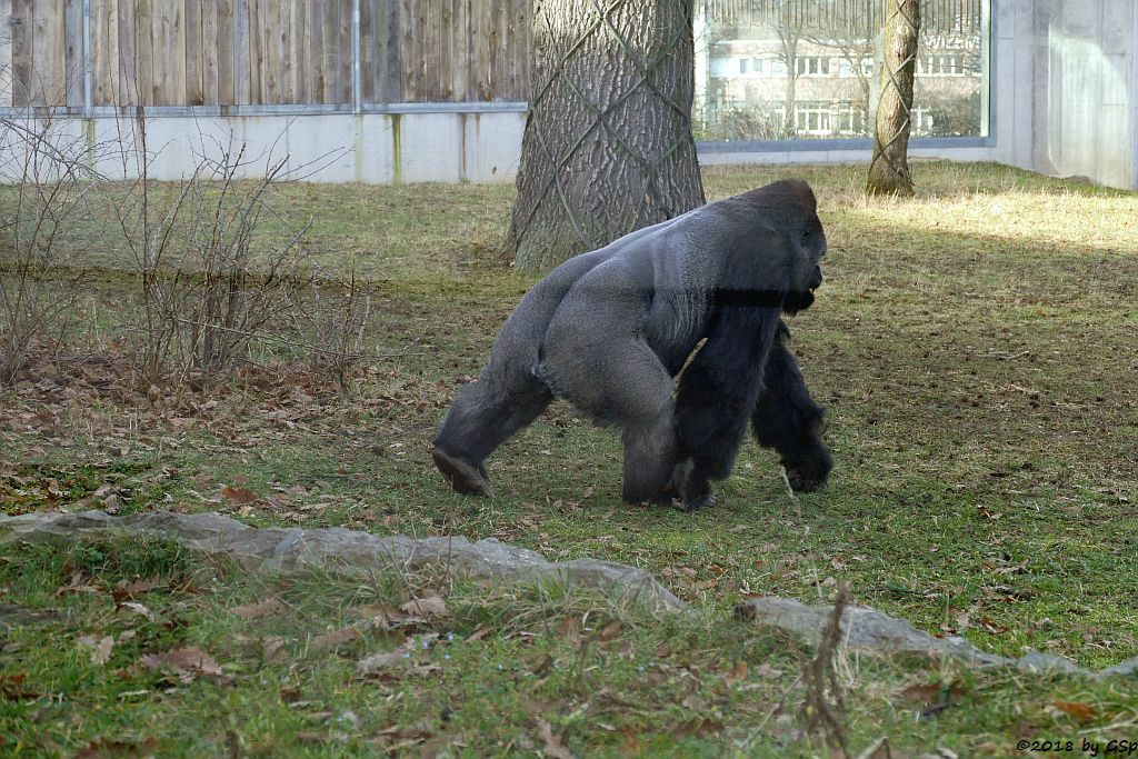 Flachlandgorilla TUANA mit Jungtier, geb. 11.1.18 (2 Wochen alt)