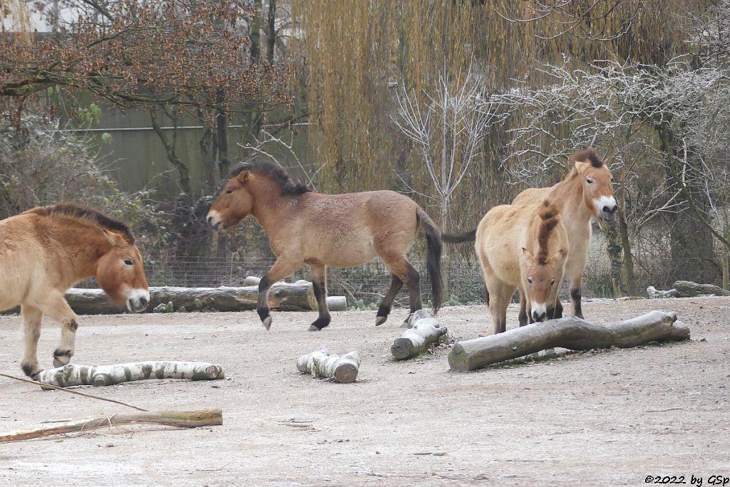 Przewalski-Pferd (Przewalski-Urwildpferd, Asiatisches Wildpferd)