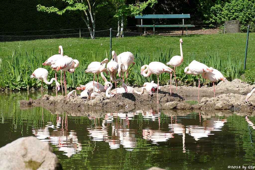 Rosaflamingo (Europäischer Flamingo)