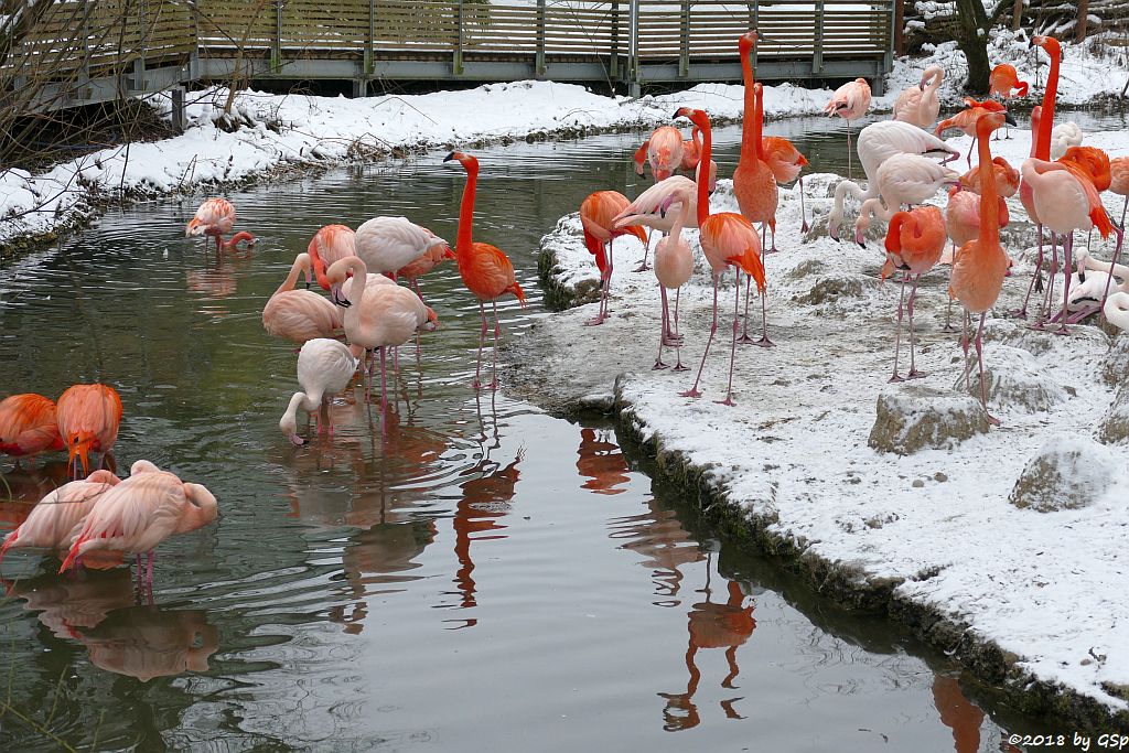 Kubaflamingo (Kubanischer Flamingo, Roter Flamingo), Rosaflamingo (Europäischer Flamingo)