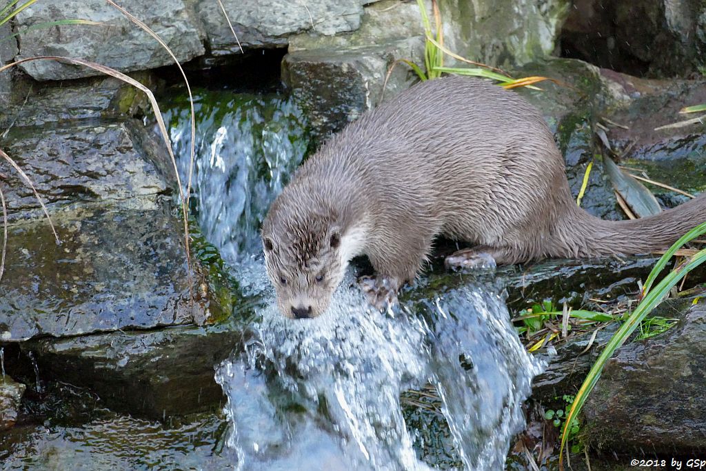 Eurasischer Fischotter