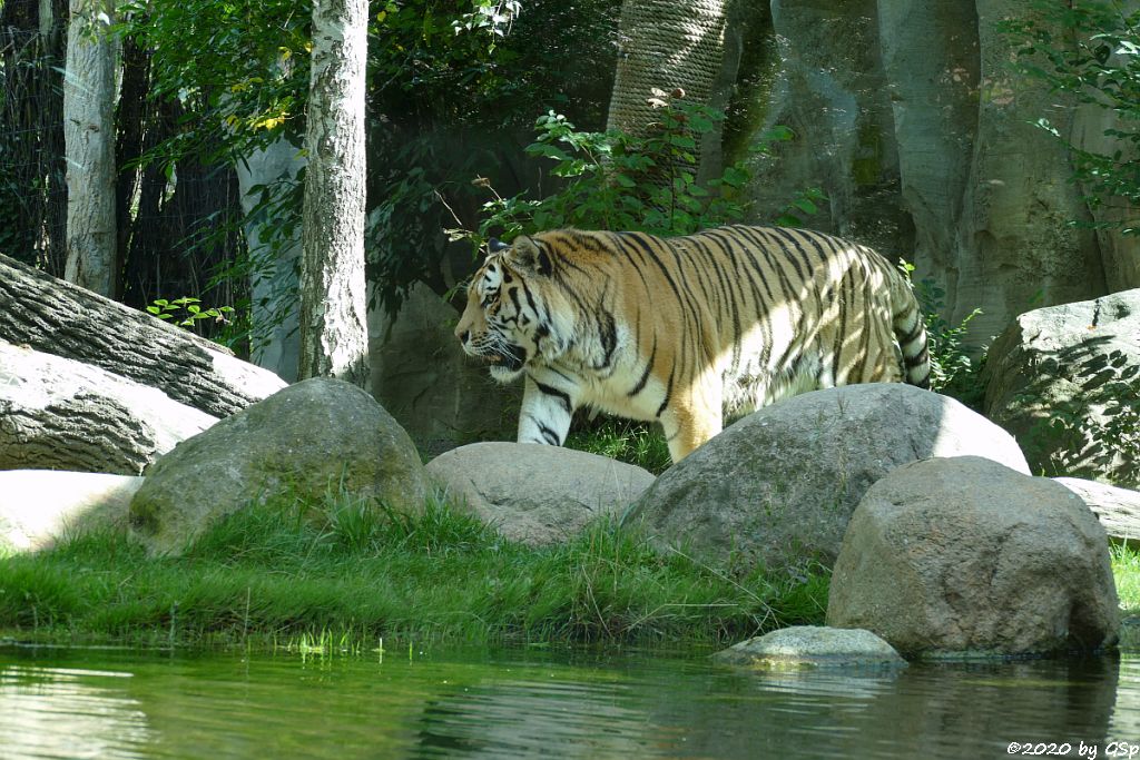 Amurtiger (Sibirischer Tiger, Mandschu-Tiger)