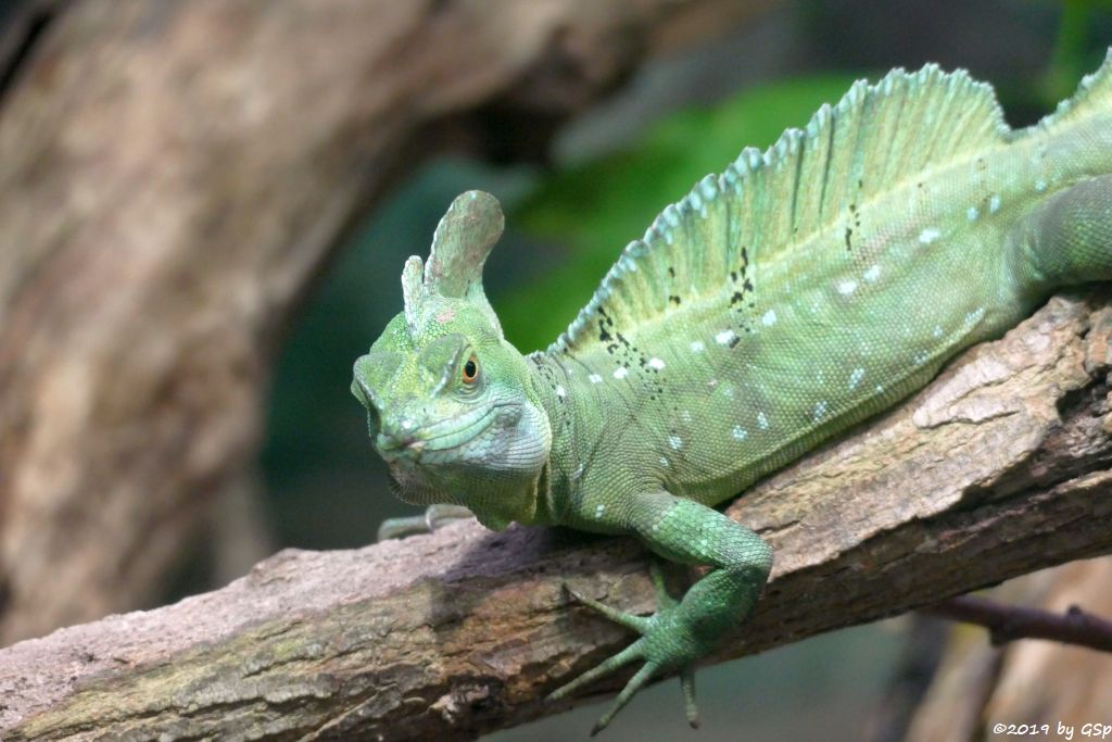 Stirnlappenbasilisk (Federbuschbasilisk)