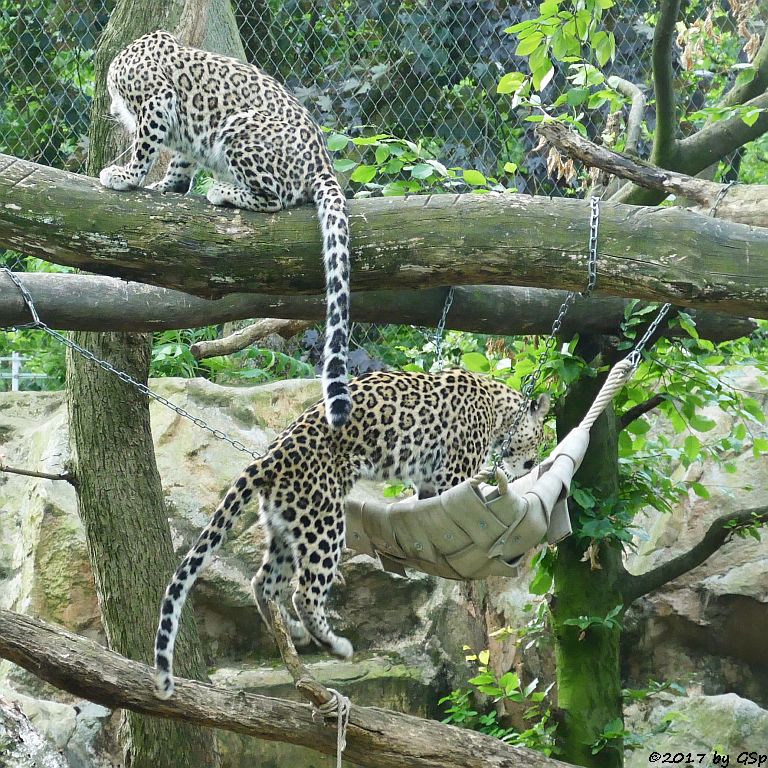 Nordpersischer Leopard (Afghanischer Leopard)