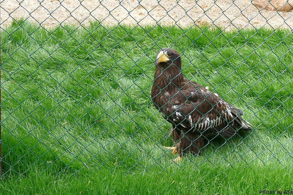 Riesenseeadler