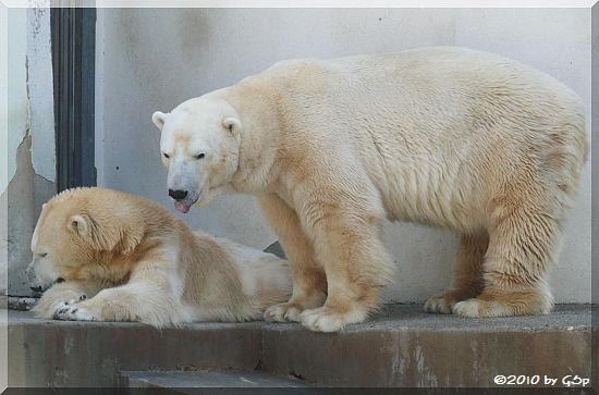 Eisbär