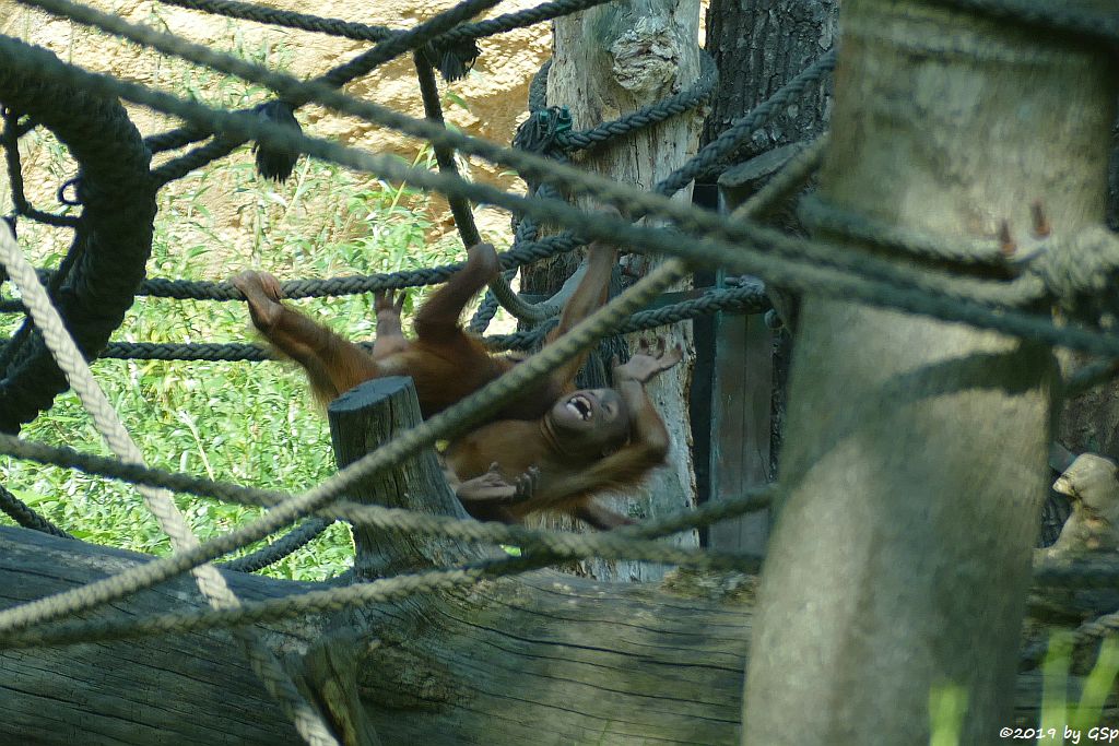 Sumatra-Orang-Utan