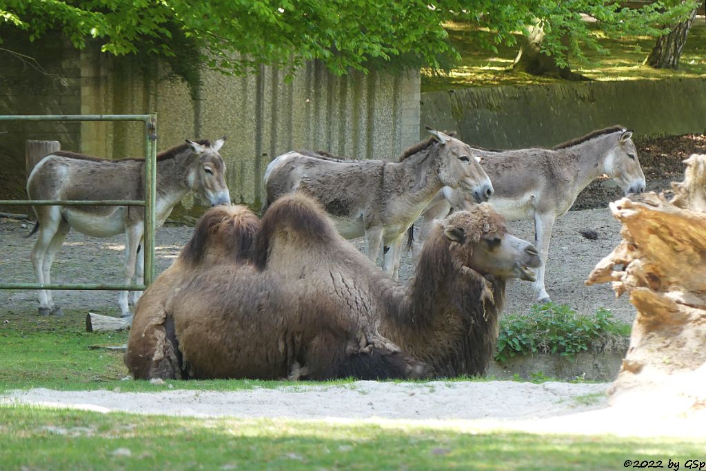 Trampeltier (Zweihöckriges Kamel, Hauskamel), Kulan (Turkmenischer Halbesel)