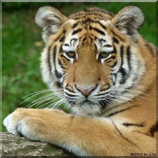 Sibirische Tigerin MILA