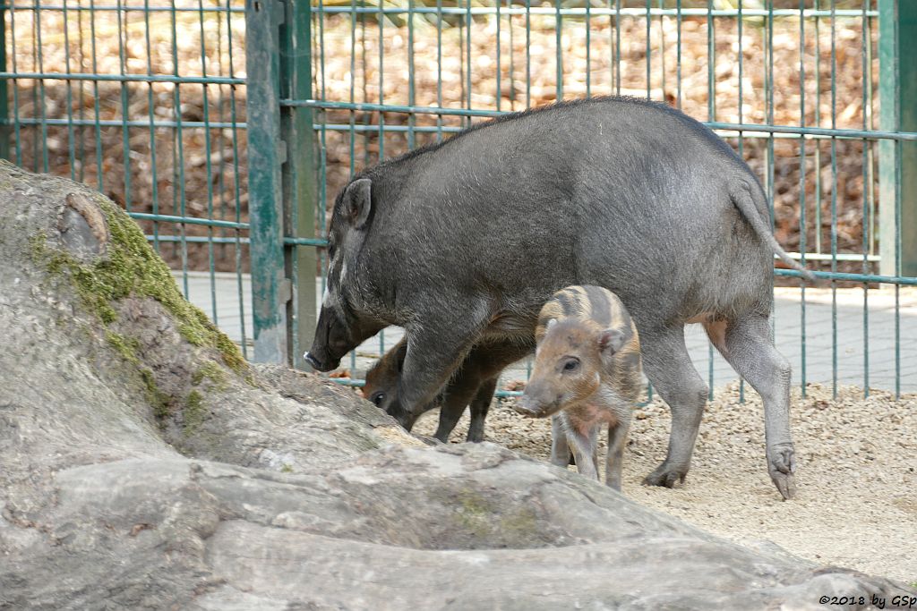 Negros-Pustelschwein (Visayas-Pustelschwein, Visayas Mähnenschwein), Jungtiere geb. 17.7.18