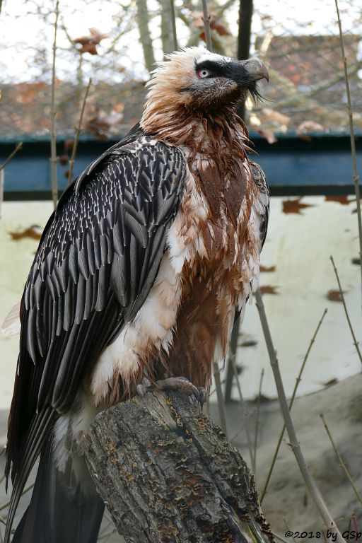 Eurasischer Bartgeier (Lämmergeier)