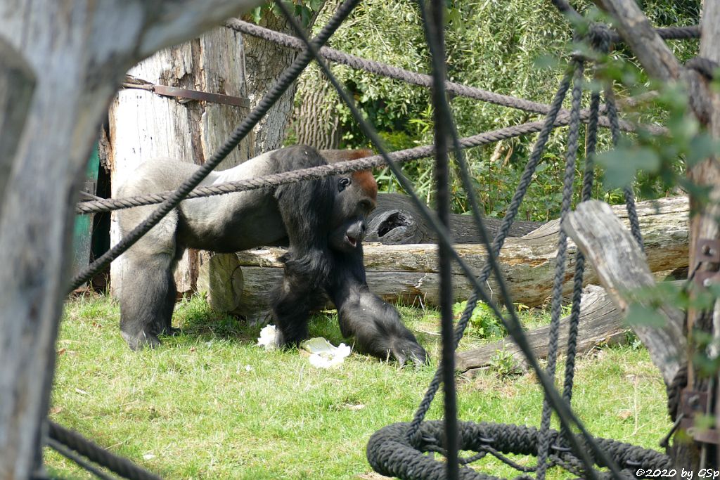 Westlicher Flachlandgorilla