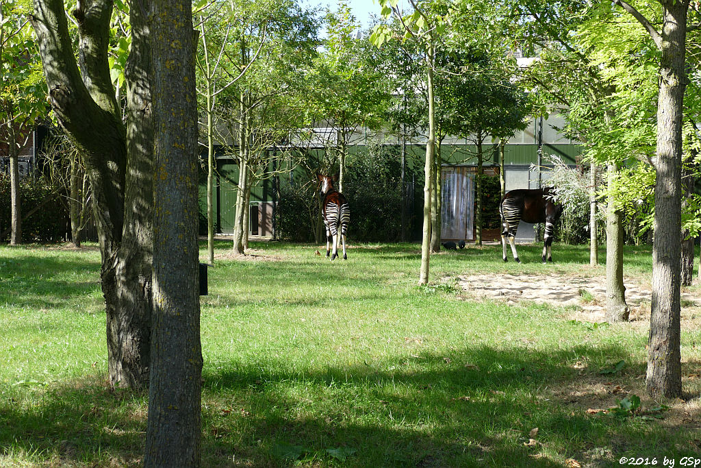 Okapi