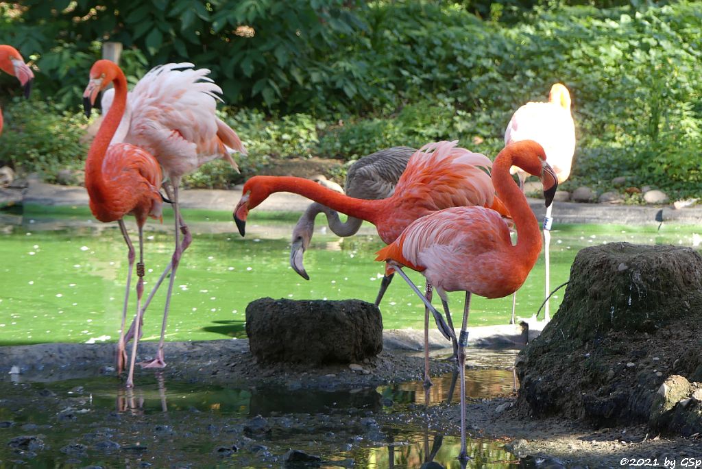 Kubaflamingo (Karibischer Flamingo, Roter Flamingo)