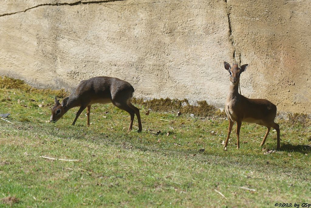 Kirk-Dikdik (Kirk-Rüsseldikdik, Kirks Zweigrüsseldikdik)