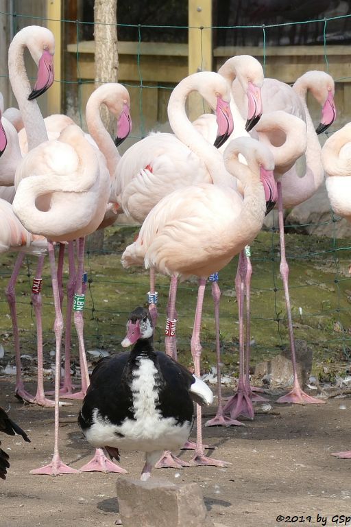 Helle Sporngans (Ostafrikanische Sporengans), Rosaflamingo (Europäischer Flamingo)