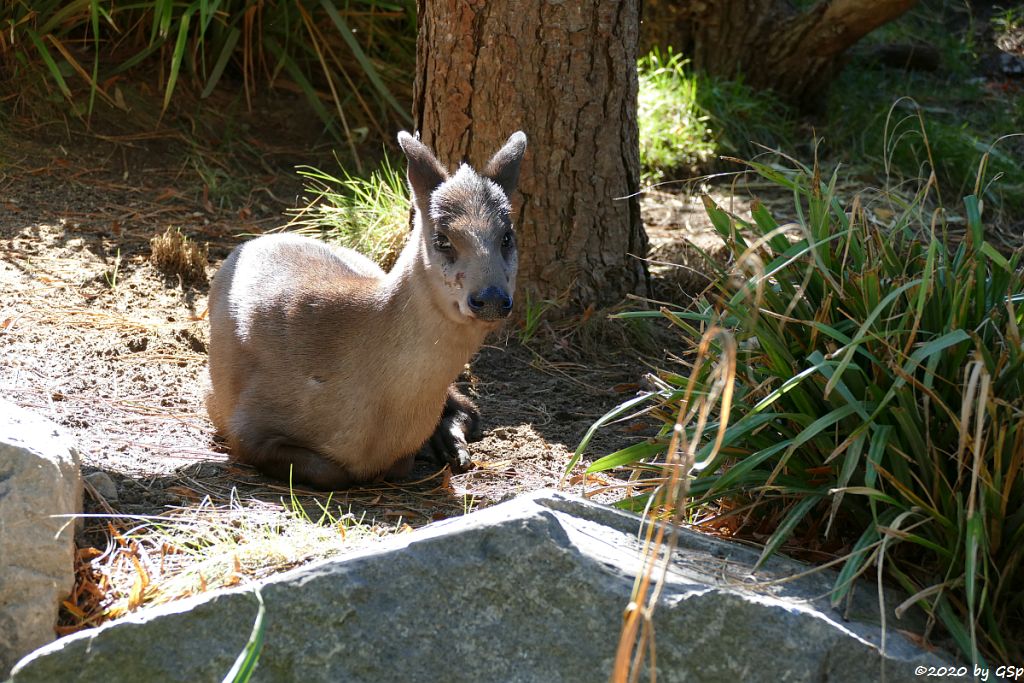 Ostchinesischer Schopfhirsch