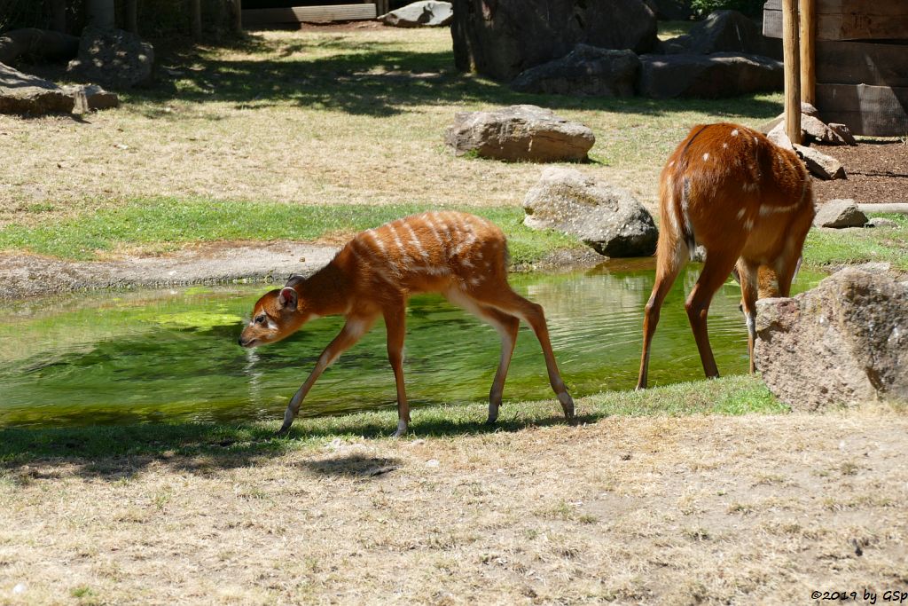 Westliche Sitatunga, Jungtier geb. 16.05.19