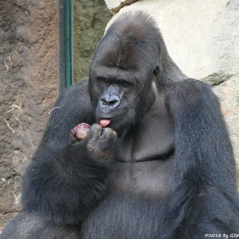 Flachlandgorilla VIATU