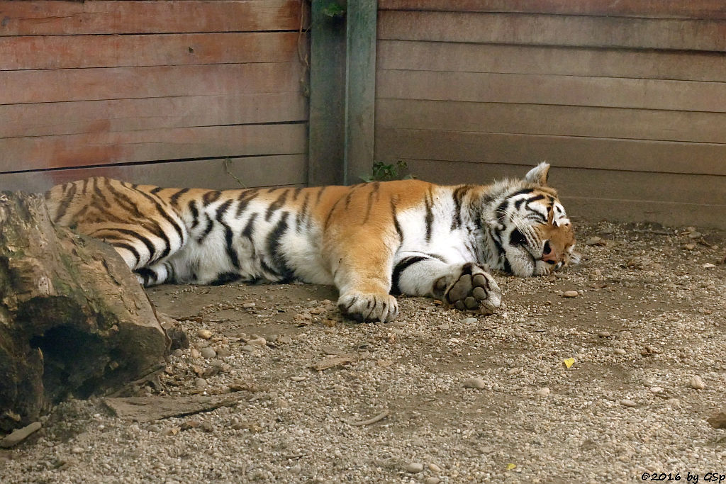 Amurtiger (Sibirischer Tiger, Mandschu-Tiger)