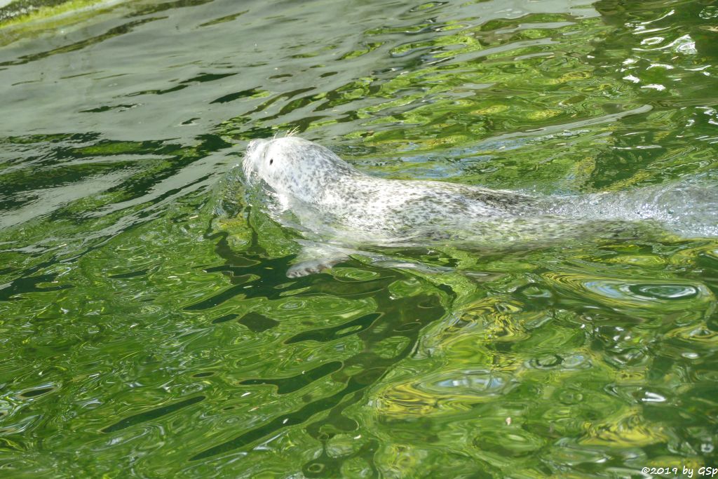 Ostatlantischer Seehund (Europäischer Seehund)