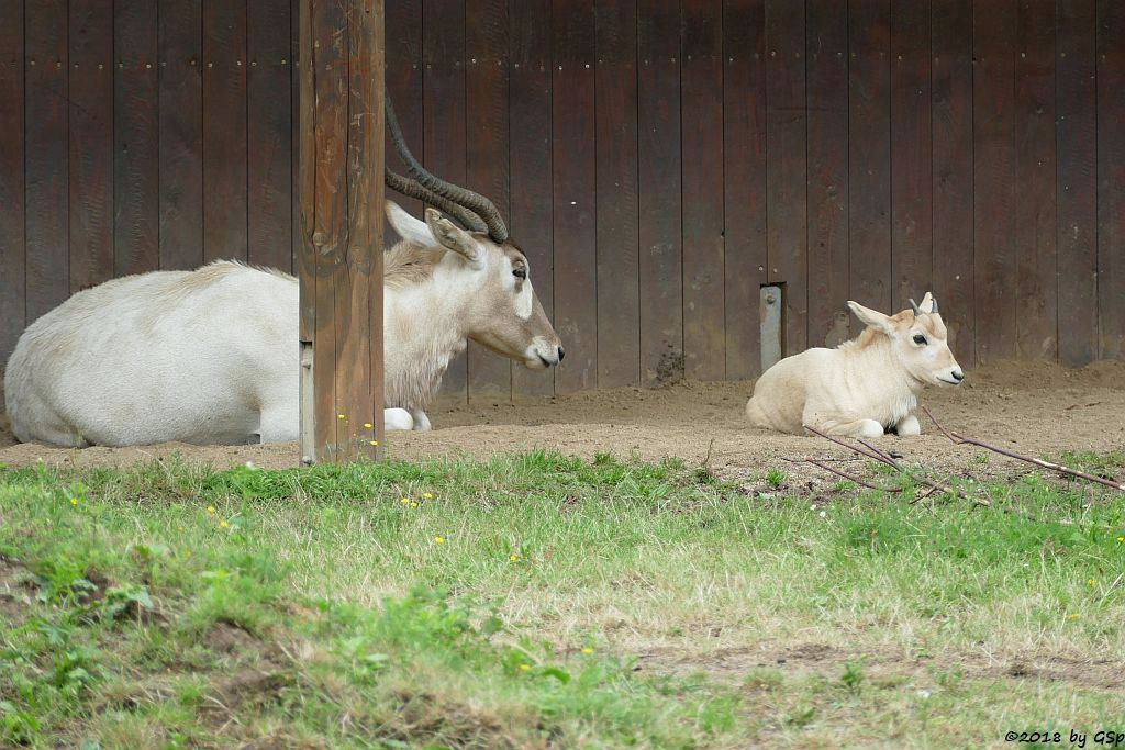 Mendesantilope (Addax), Jungtier geb. am 19.5.18 (4 Wo)